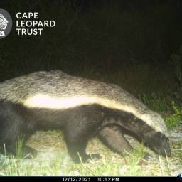 Honey badger